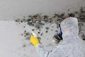 Professional Mold Removal Services in Canton, OH